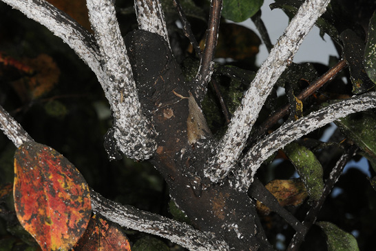 Close-up of a crape myrtle branch with a black substance covering a large portion of the branch. Some leaves with the black substance are also shown.